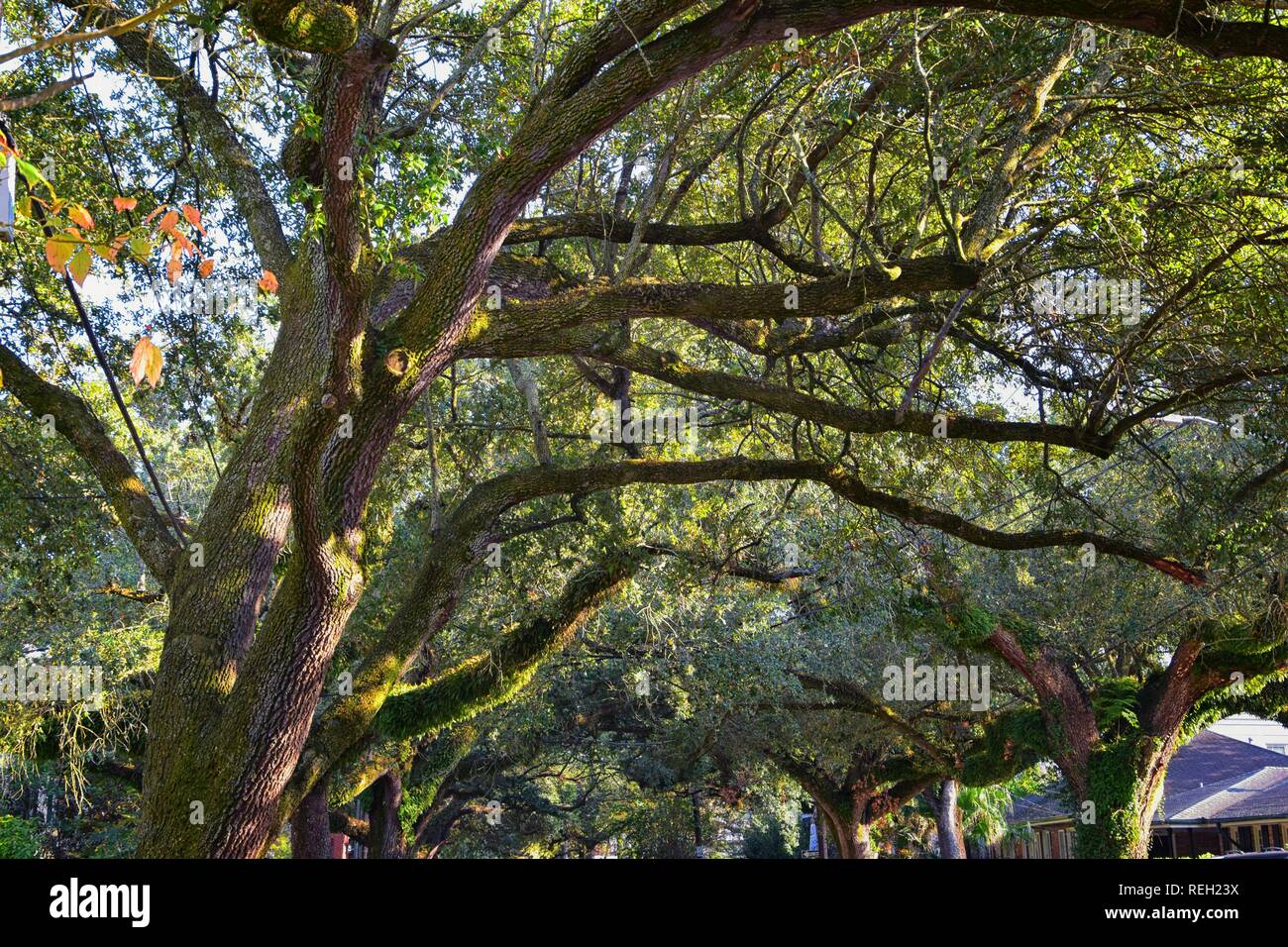 Opiniones de los árboles y la naturaleza única aspectos de New Orleans