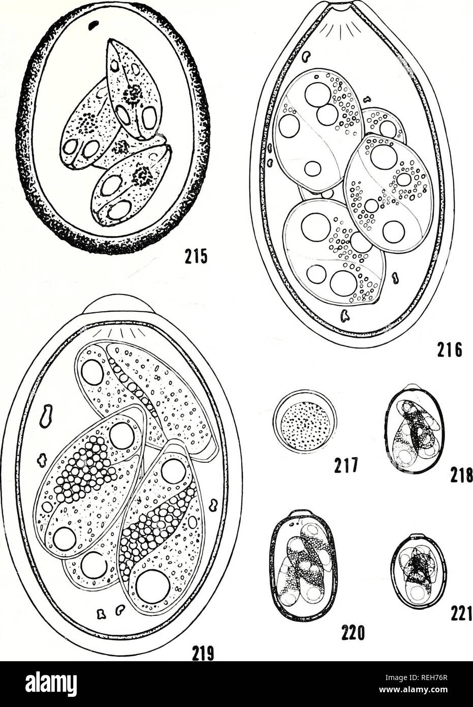 . El coccidian parásitos (Protozoarios, Sporozoa) de los rumiantes