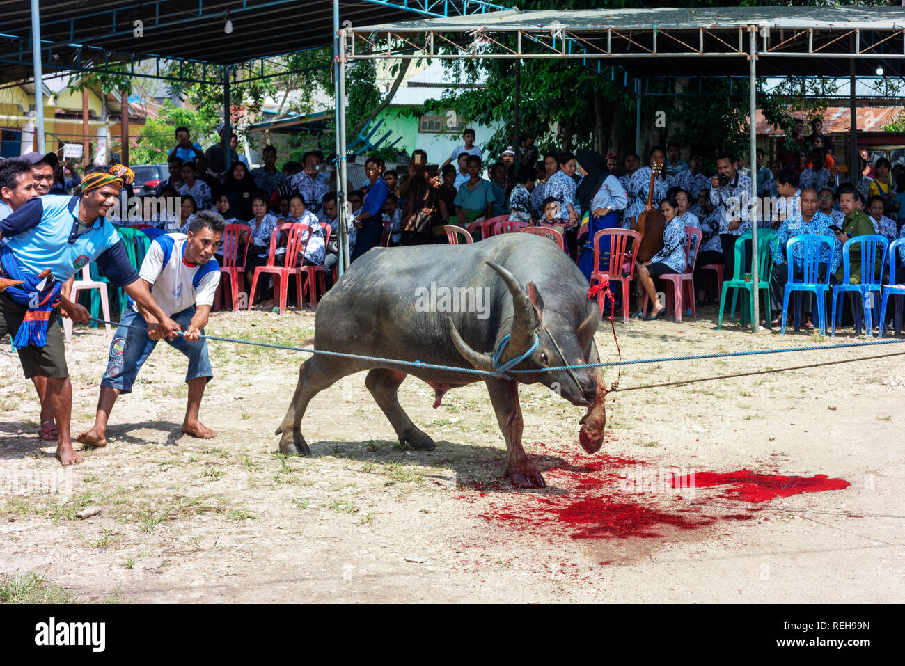 Un búfalo luchas, con derramamiento de sangre, tras su garganta cortada como parte de una ceremonia fúnebre. Foto de stock