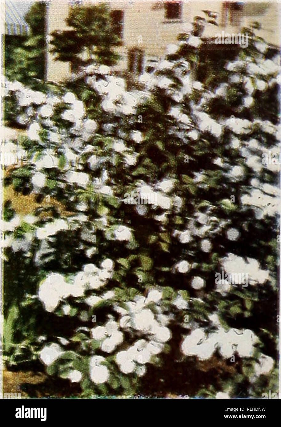 . Columbia &Amp; Vivero de Okanogan Empresa : otoño 1953 primavera 1954. Viveros (horticultura) Catálogos de Carolina del Sur; árboles frutales Catálogos de Carolina del Sur; Rosas Catálogos de Carolina del Sur; arbustos florecientes árboles catálogos; Carolina del Sur Carolina del Sur los catálogos; árboles de sombra Catálogos de Carolina del Sur. PYRACANTHA LALANDI (Balled y Burlapped) Siguie'j £'CCK F.O.B. Wenatchee agracejo, Berberis Verruculosa semejan hojas de acebo, flores amarillas, azul-negro ber- ries; esparciendo. 6 ft. en la madurez. 12-15 en $2.75 COTONEASTER- cotoneaster horizontalis-Trailing, brillante follaje, bayas rojas, hermosas autu Foto de stock
