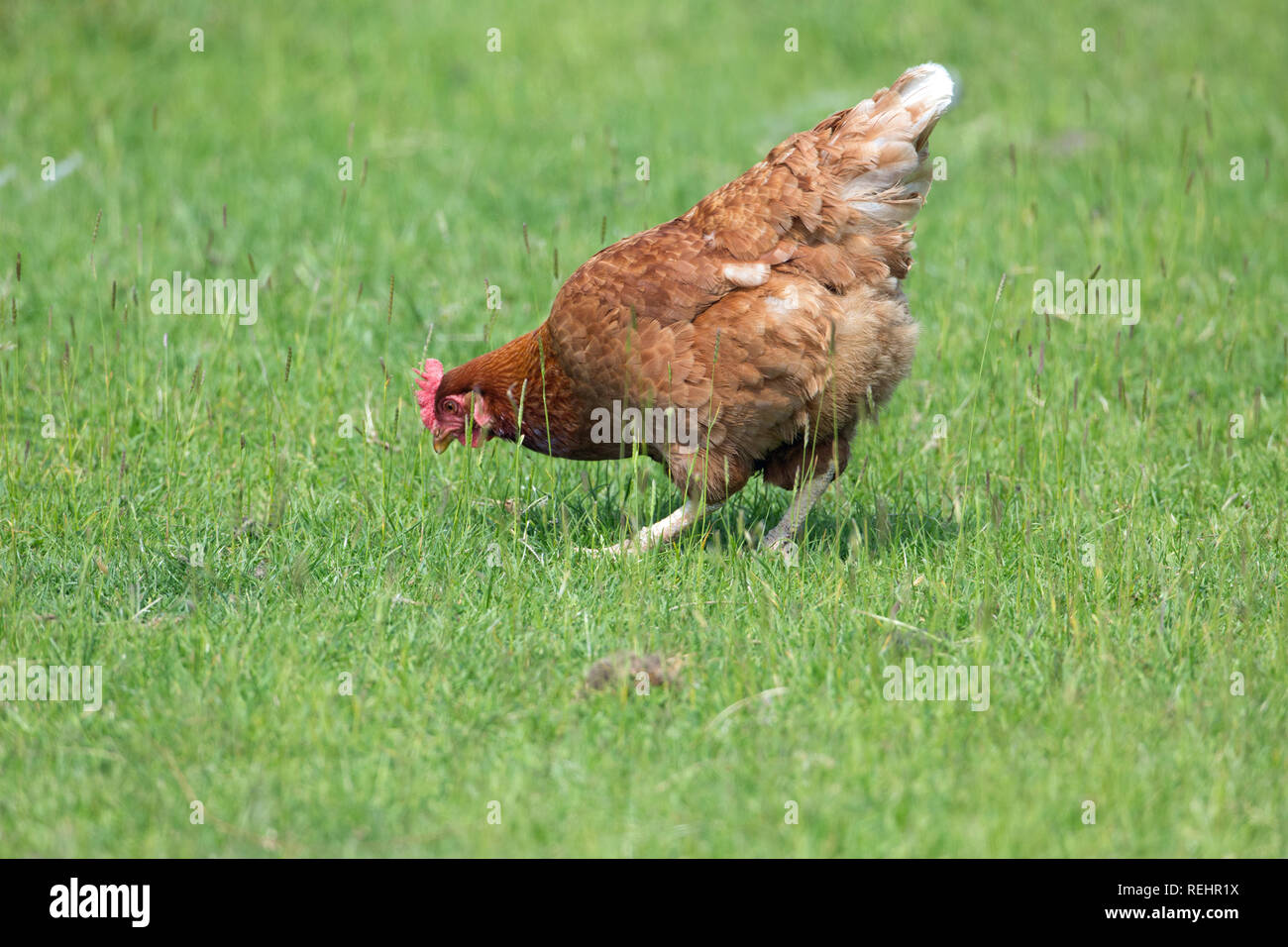 Las gallinas (Gallus gallus), una ponedora híbrido. Aquí viven una vida de alcance libre, forrajeo entre prados verdes pastos. ​ Foto de stock