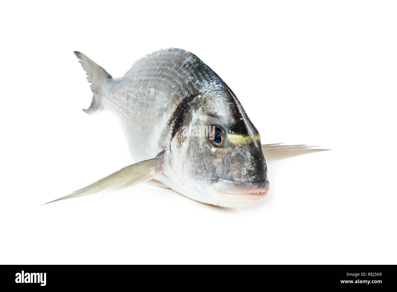 Besugo aislado fotografías e imágenes de alta resolución Alamy