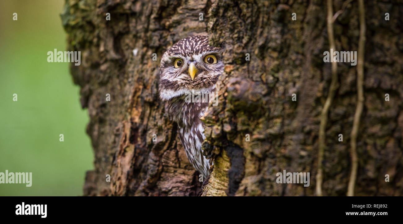 Retrato de un pequeño búho cautivo mirando desde su escondite en un bosque agujero de árbol Foto de stock
