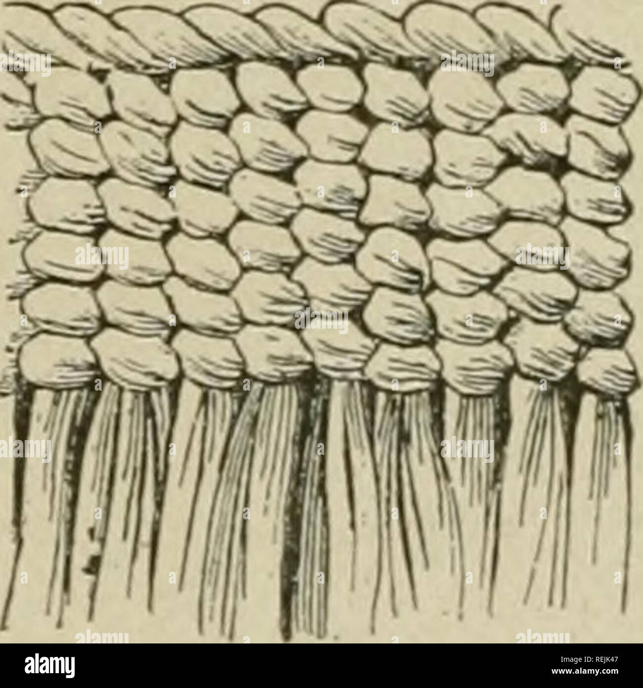 . Los indios de la costa del sur de Alaska y en el norte de Columbia Británica. Los indios de América del Norte, los indios de América del Norte. mi 1 [|PY~s i_^^^. Torcido y hierba de raíz Spruce sombreros de la costa noroeste. Por favor tenga en cuenta que estas imágenes son extraídas de la página escaneada imágenes que podrían haber sido mejoradas digitalmente para mejorar la legibilidad, la coloración y el aspecto de estas ilustraciones pueden no parecerse perfectamente a la obra original. Niblack, Albert P. (Albert Parker), 1859-1929. Washington, D. C. El Museo Foto de stock