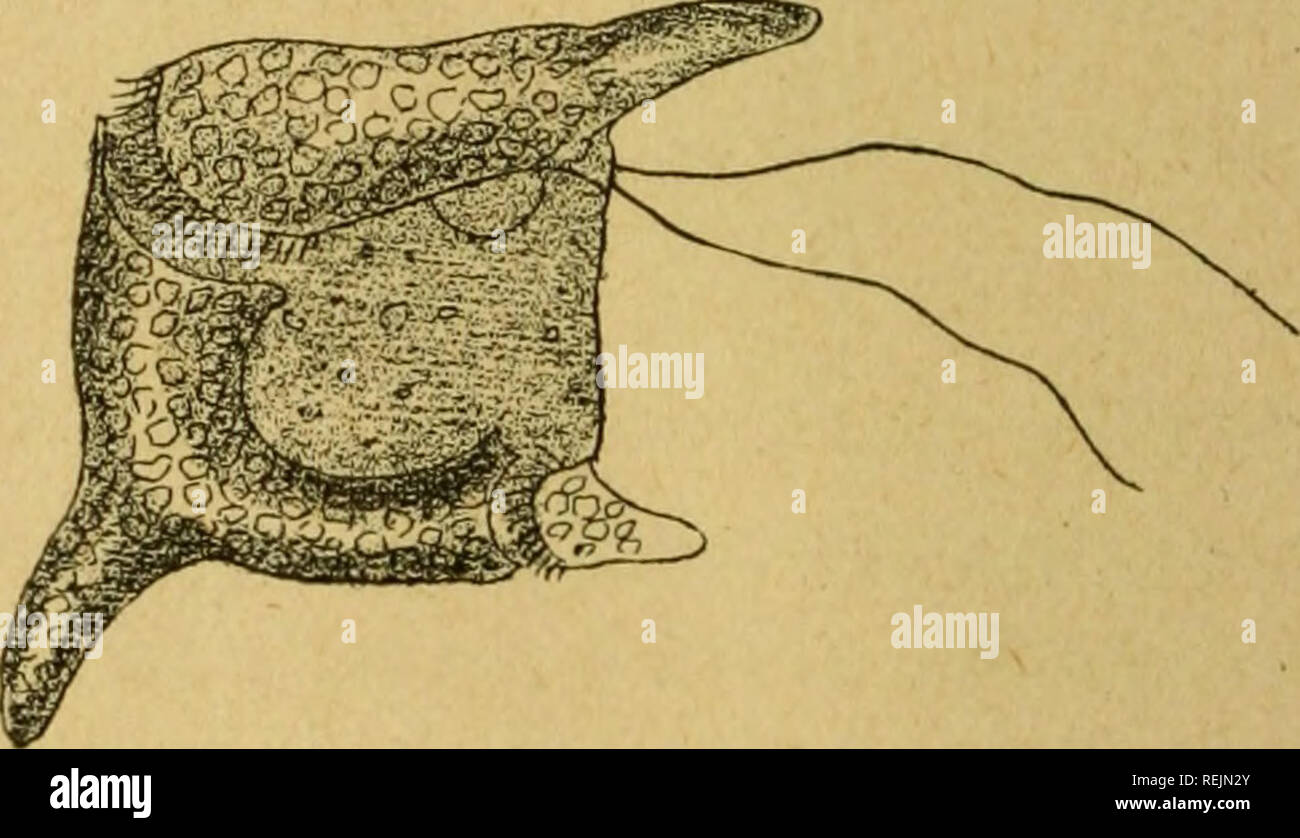 . Inodermes protozoaires Coelents,,. Cnidaria; Ctenophora; Esponjas; Echinodermata; Protozoos; invertebrados. 322 Histoire naturelle DE LA FRANCE malité basée sur l'existencia de vésicules souvent contractiles et d'un orificio, Díaz ordinairement©signé sous le nom de bouche, siervo à l'introducción des matières nutri- tes. Plusieurs familles appartenant à cet ordre ont été rat- tachés par algunos naturalistes aux Infusoires Holo- Triches. Les divise ne Flagellés proprement dits et Cilio- FlagelUs; ces derniers sont caractérisés par une cou- ronne de cils vibratiles située sous la Foto de stock