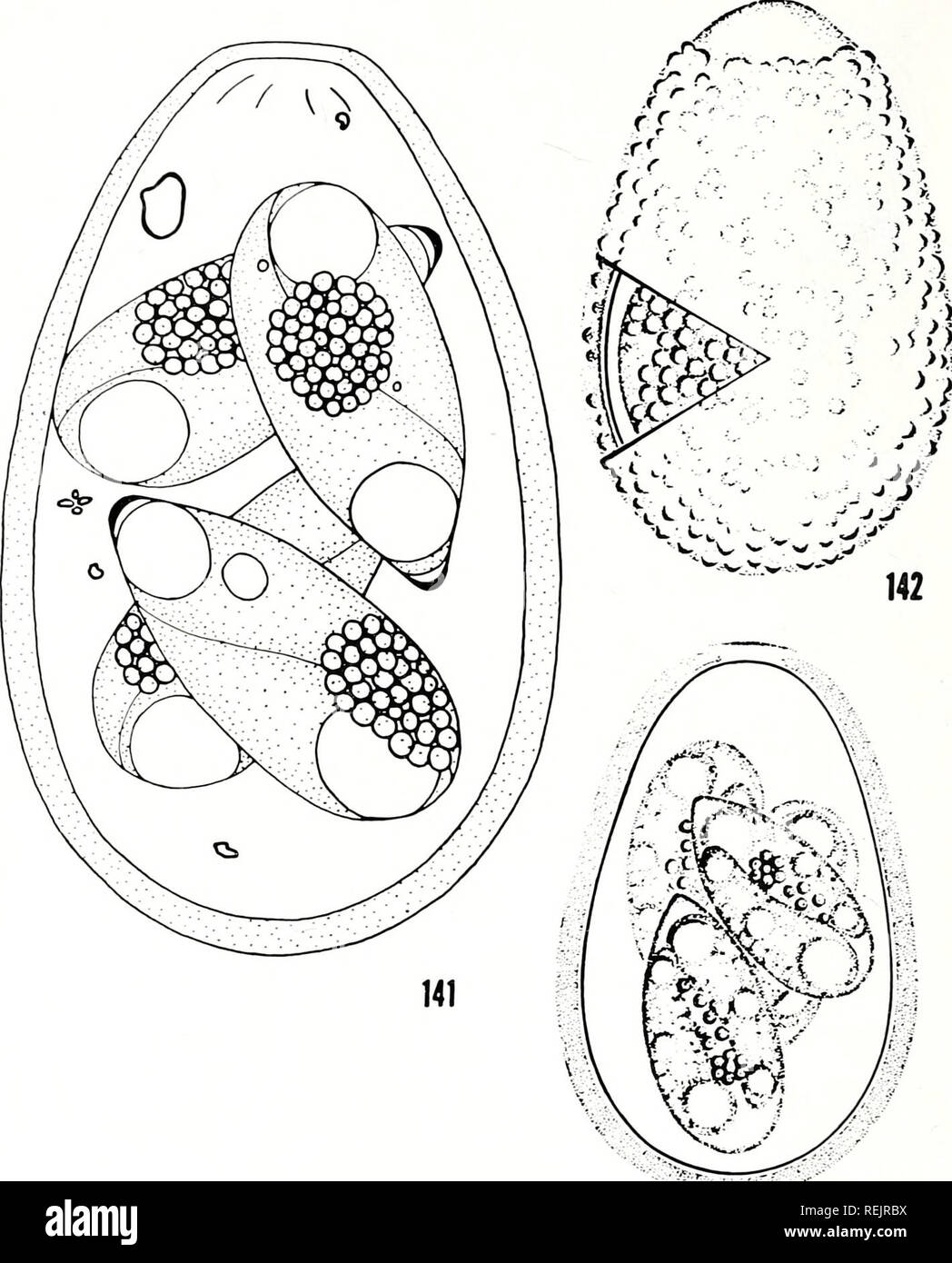 El coccidian parásitos (Protozoarios, Sporozoa) de los rumiantes. Coccidia;  rumiantes. La placa 32 143 Figs. 141-143. E. auburnensis Christensen y  Porter, 1939 de Bos taurus. Fig. 141. (A partir de los