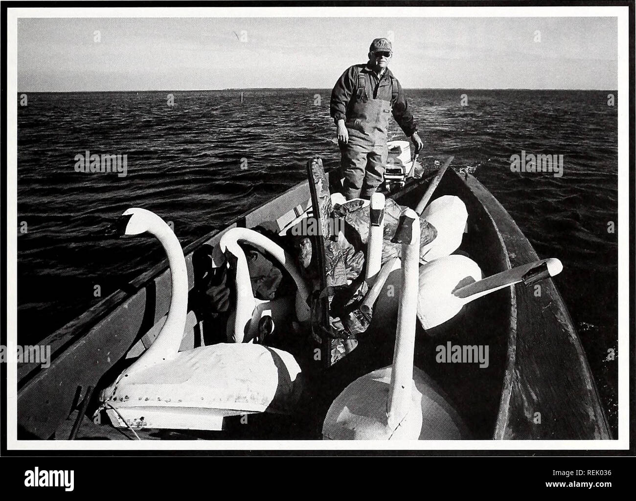 Ley de tratados de aves migratorias de 1918 fotografías e imágenes de