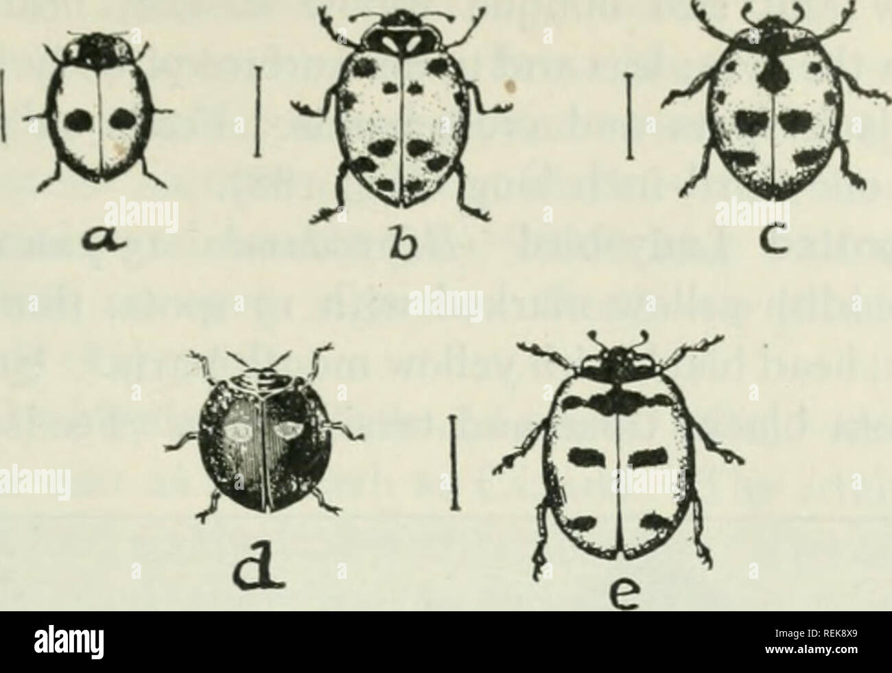 . Libro de clase de Entomología Económica, con especial referencia a los insectos económico del norte de Estados Unidos y Canadá. Los insectos beneficiosos; insectos; Insectos; los insectos. Clasificación Y DESCRIPCIÓN DE INSECTOS comunes 289. Cerdo. 188.-Lady Bird escarabajos: o 2-spottcd lady-escarabajo (Adalia bipundala); b, el escarabajo lady convergentes i^Hippodamia convergens); c, el 9-spotted dama- Escarabajo (g-notala Coccinella); d, dos veces apuñalado Lady Bird (Chilocorus hivulnerus); e, el 5-spotted lady-escarabajo (C. $-notata). {Después Briiton.). Por favor tenga en cuenta que estas imágenes son extraídos de las imágenes de la página capturada Foto de stock