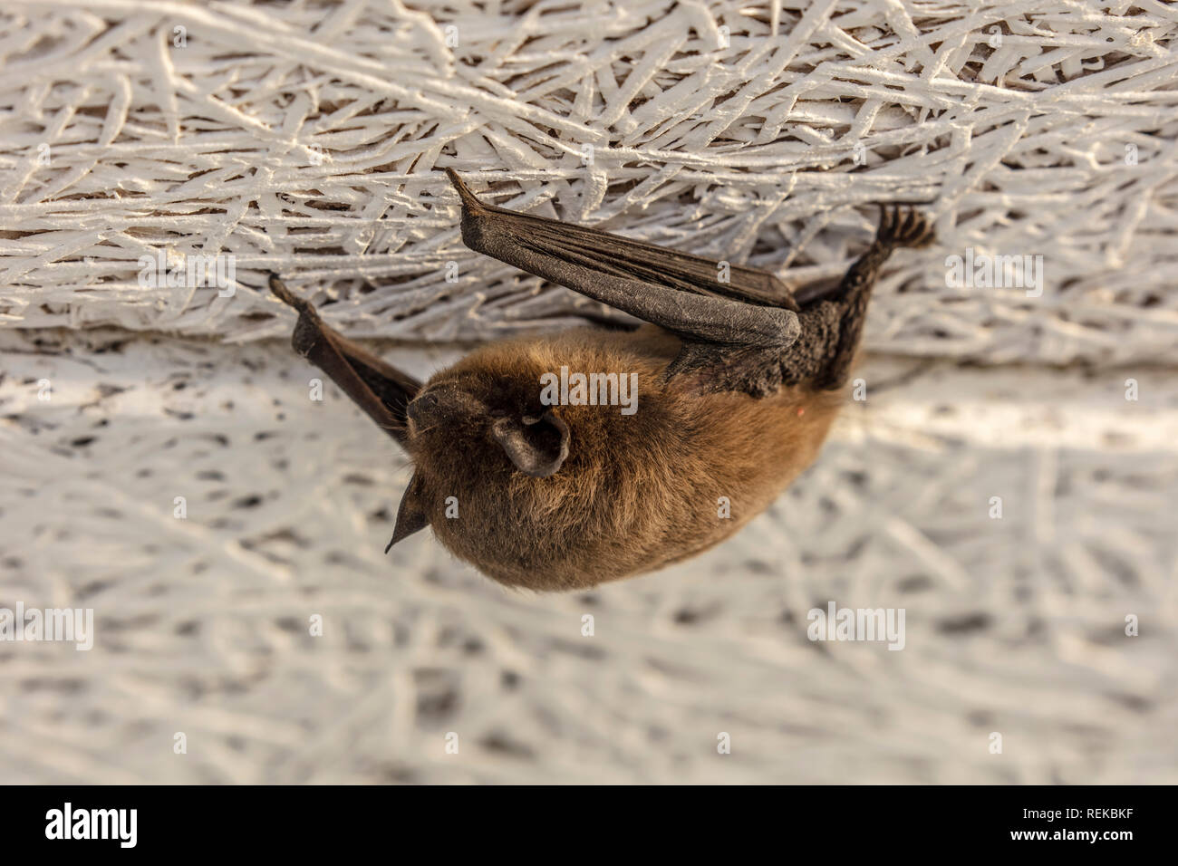 Los Países Bajos, 's-Graveland, el murciélago enano o pipistrelle común (Pipistrellus pipistrellus). Foto de stock