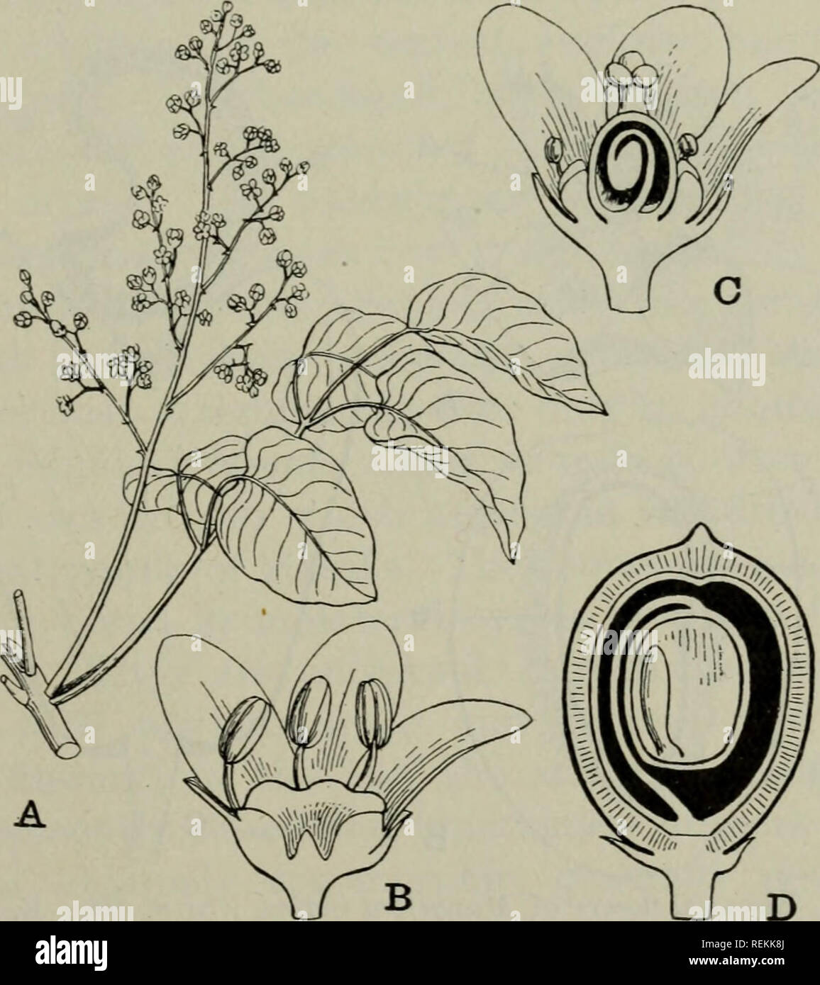 . La clasificación de las plantas en flor. Las plantas. ANACARDIACEAE