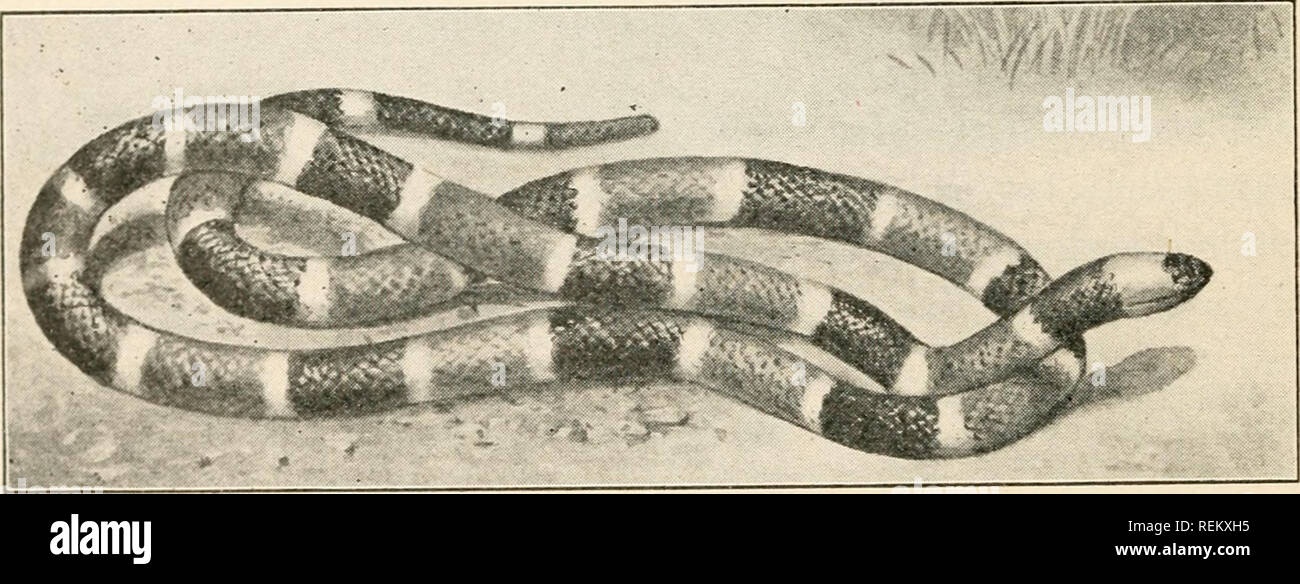 Serpiente Coral De Texas Fotos E Imagenes De Stock Alamy Serpiente Coral De Texas Fotos E Imagenes De Stock Alamy