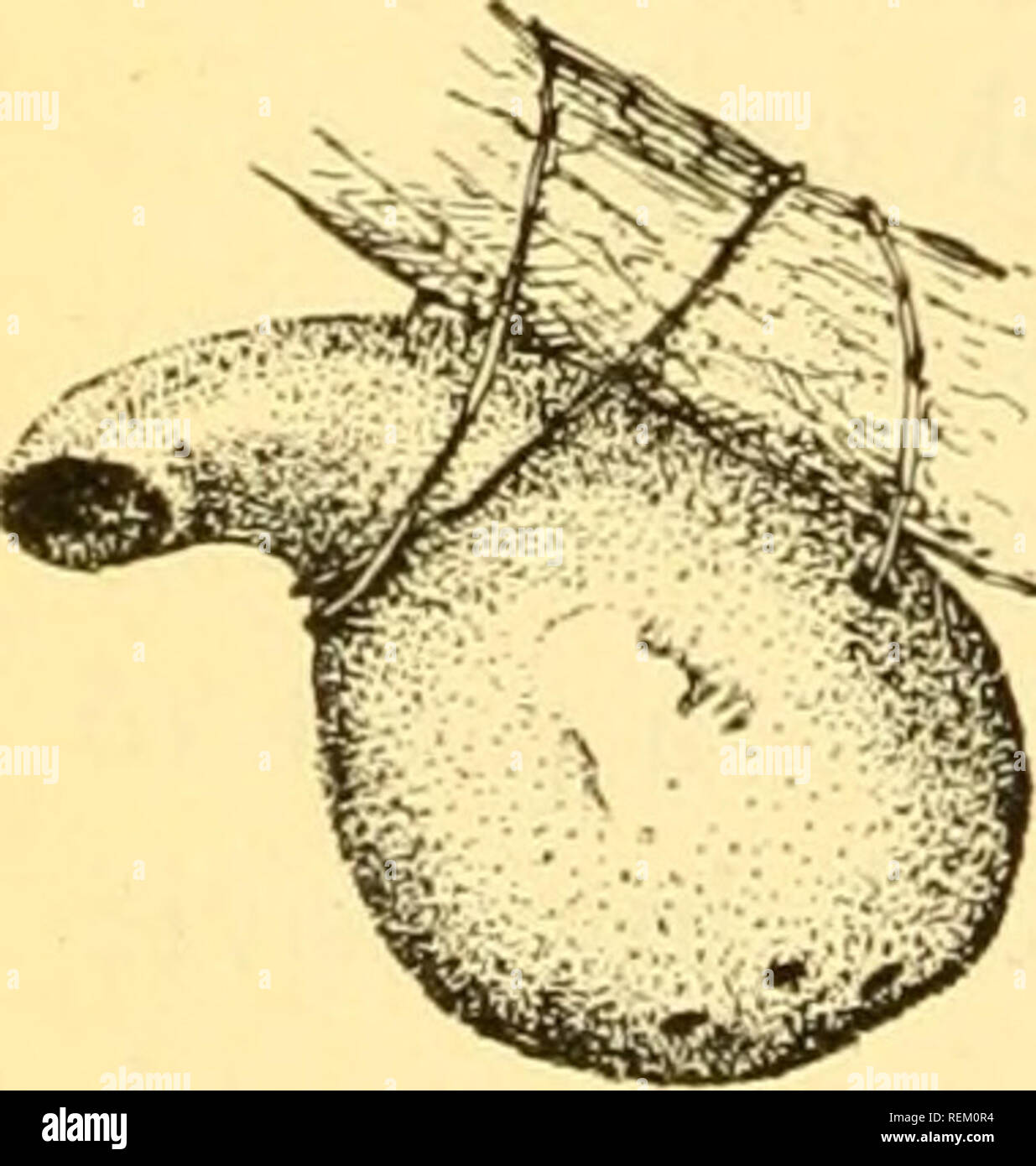 Circular. La agricultura. Fig. 5. - Cuadro de Berlepsch y parpadeo agujero.  Todo el estaño o tapados con una cubierta de madera, al igual que la de un  cubo de manteca