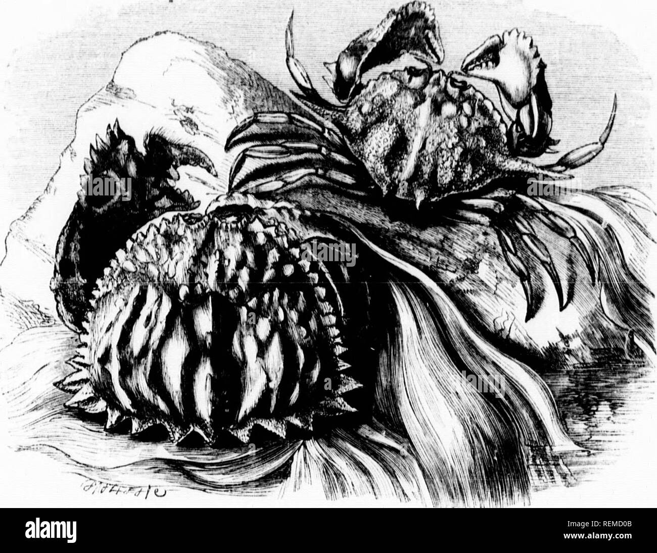 Reg Vii Fotos E Imagenes De Stock Alamy