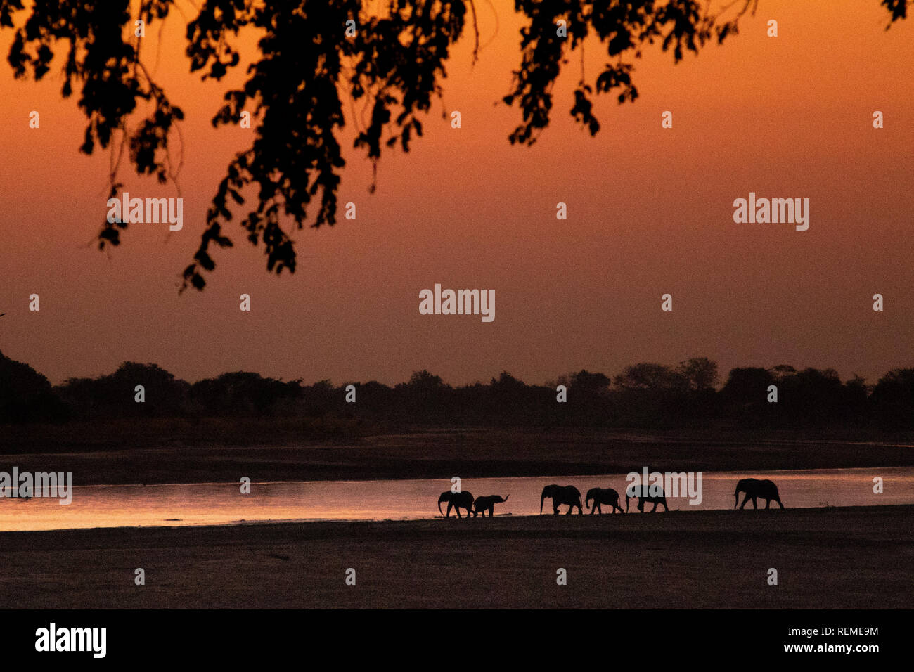 Un pequeño rebaño de elefantes africanos cruzando el río Luangwa en sol, el Parque Nacional Luangwa del Sur, Zambia Foto de stock