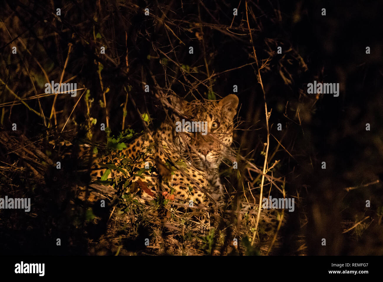 Un leopardo descansa sobre el suelo durante la noche en el sur del Parque Nacional de Luangwa, en Zambia Foto de stock