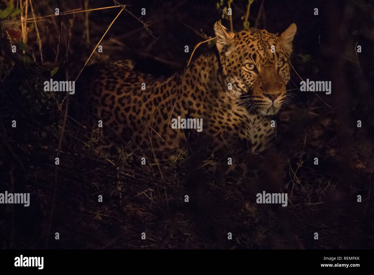 Un leopardo descansa sobre el suelo durante la noche en el sur del Parque Nacional de Luangwa, en Zambia Foto de stock
