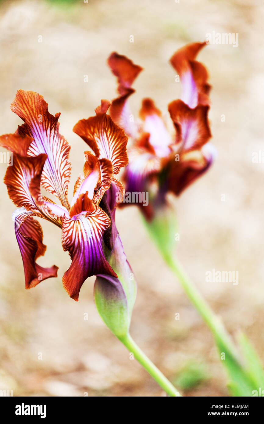 Iris stolonifera "Chocolate" Foto de stock