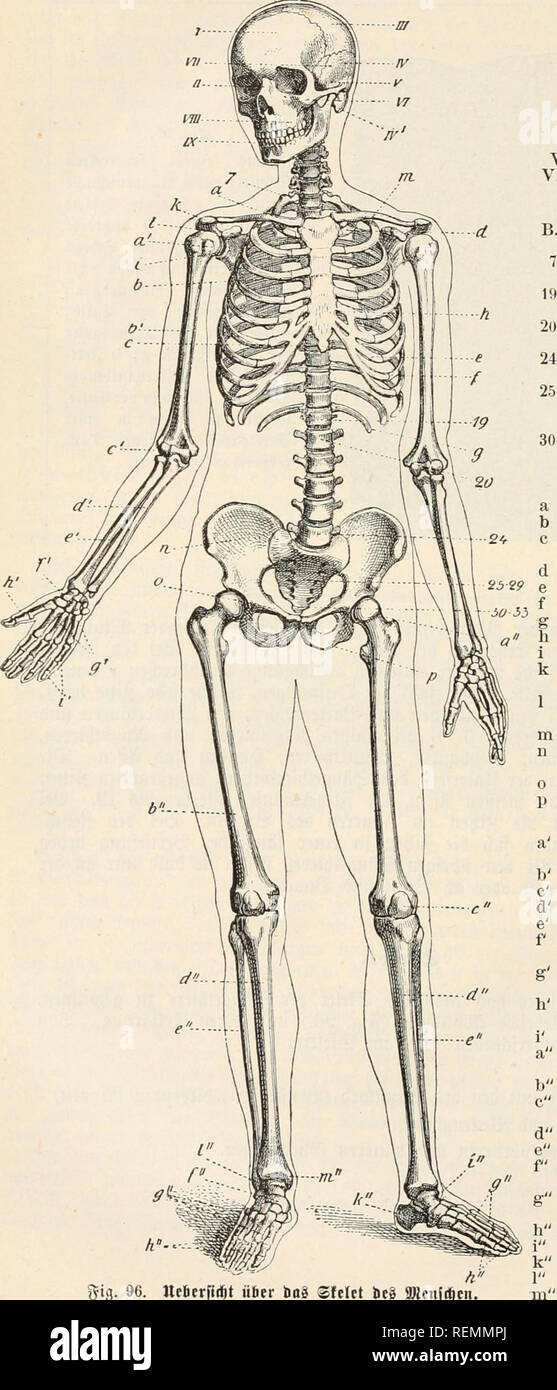 . El Dr. Johannes Leunis Sinopsis der thierkunde. Ein Handbuch für höhere lehranstalten und für alle, welche sich wissenschaftlich mit der naturgeschichte der thiere beschäftigen wollen. La zoología. 122 3oo(ogte ober 9faturgefd)ic^te beS J^RTE-eid)ji.. gig. 96. tteJerfid&t über bai Sfelet ütg SDJcnii^ne. A. Sopl I Stirnbein. II Diafcnbcin. III ^sdjcitcU'ein. IV Sdjujjpc ser^ ©(^Iäfen= bcin^. IV'^ teSfelö SBarjcnfortfa. V^Iäfcngvufie Sd. VI^bcgen 3cc. VII i^^ teilbein Iiigdtei". VIII C'berficfev (maxiUa). IX (mandi büla llntcrficfer-). B. 9Jumjif uns öytrcmitötens gürtet. bei- 7. b. I). bev le^te Foto de stock