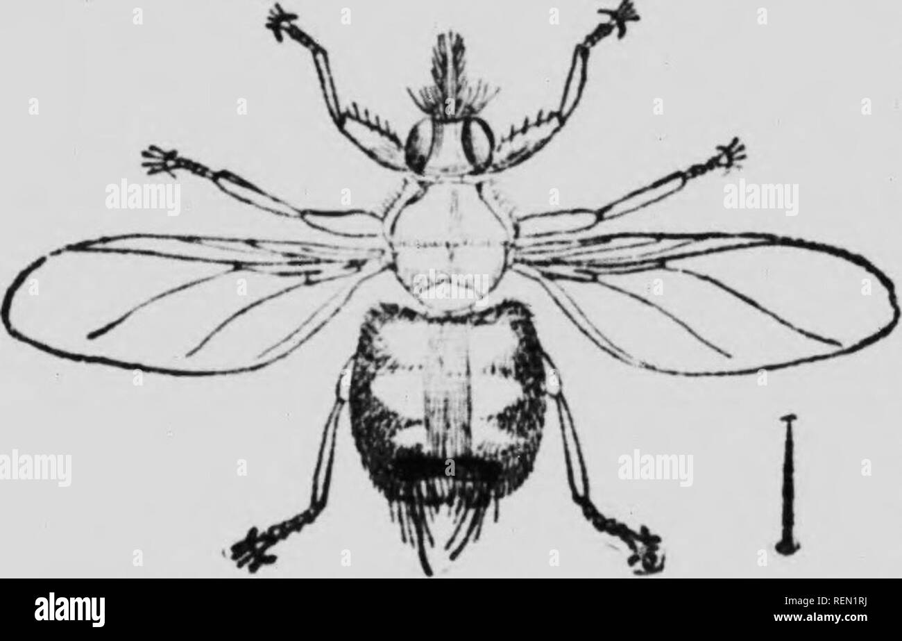 . El libro de insectos [microforma] : un relato popular de las abejas, avispas, hormigas, saltamontes, moscas y otros insectos norteamericanos exclusivas de las mariposas y polillas, escarabajos, con historias de vida plena, tablas y bibliografías. Insectes; Insectos. B Hola ^ El pájaro TIChS. (Fiimily Ilippobosciilic.) Este grupo comprende una serie muy remnrkable moscas que son parasitarias a iiirds y mamíferos, moviéndose rápidamente entre las plumas y el pelo. A diferencia de otros insectos parásitos externos de los animales vertebrados, muchos de ellos poseen aitliOLigh mndilied whigs son estructuralmente en muchos otros r Foto de stock