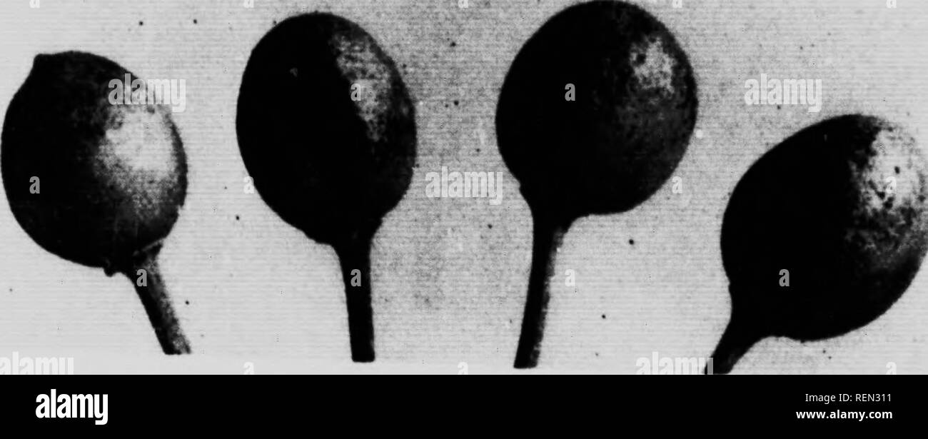 El Pear Thrips Taeniothrips Inconsequens Uzel Y Su Control En Columbia Britanica Microforma Pear Thrips Las