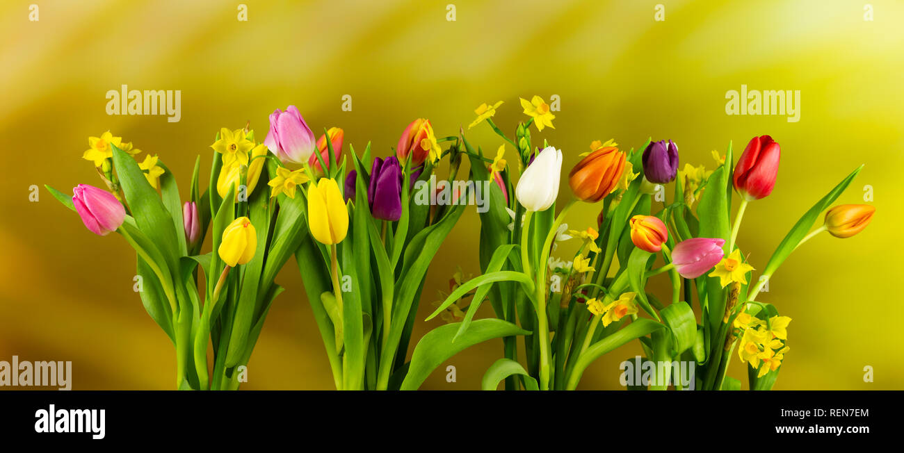 Tulipanes y narcisos aislado sobre fondo amarillo borroso. Imagen de alta resolución adecuados para pancartas. Foto de stock