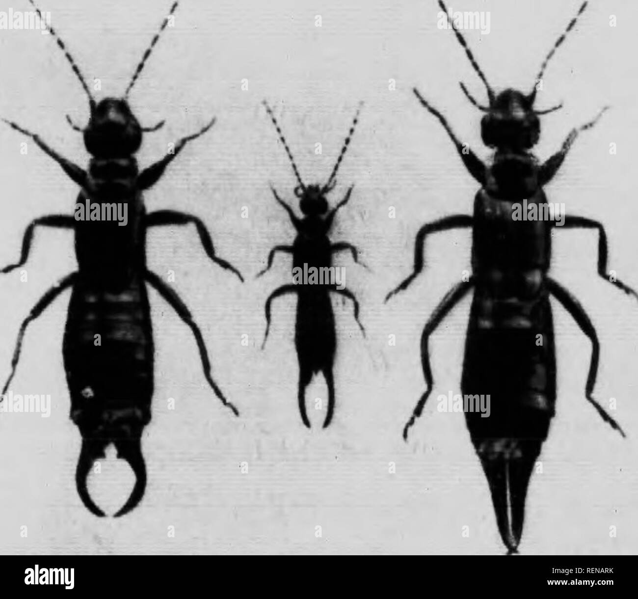 Maravillas de insectos [microforma] : un relato popular de estructura y el  hábito. Los insectos; Insectes. Thtirii)&GT;li ihrm .i ^iimli wui^ ' &LT;  yo, .m 1^ llu- i-iioniiDiis nhtiwty ala, whu