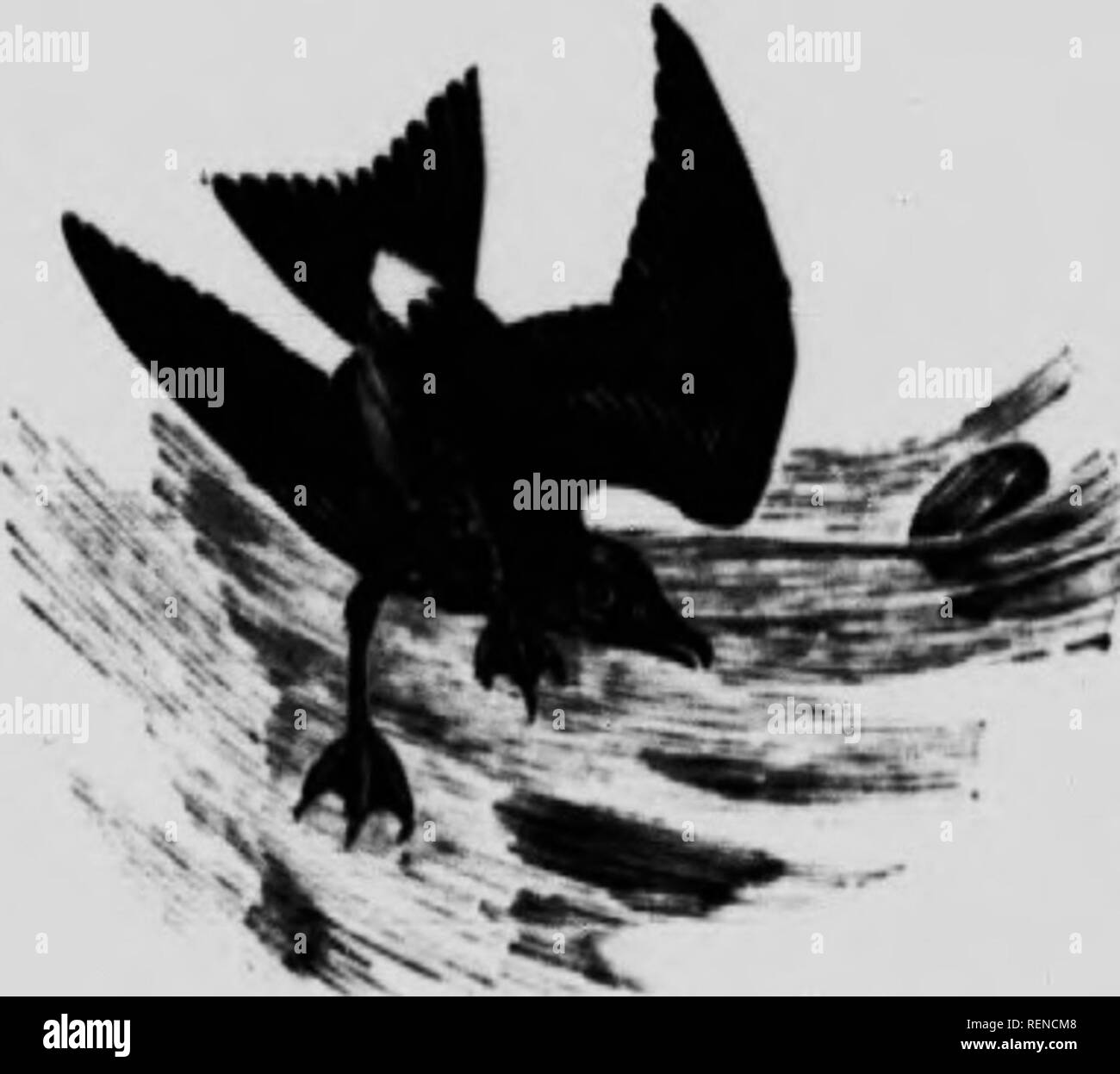 Lks Imagenes De Stock En Blanco Y Negro Alamy Lks Imagenes De Stock En Blanco Y Negro Alamy