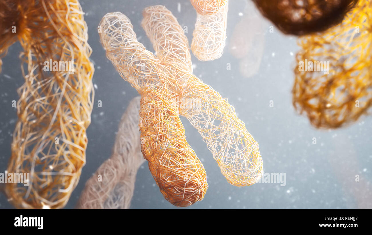 Cromosomas XY - close-up - 3D Rendering Foto de stock