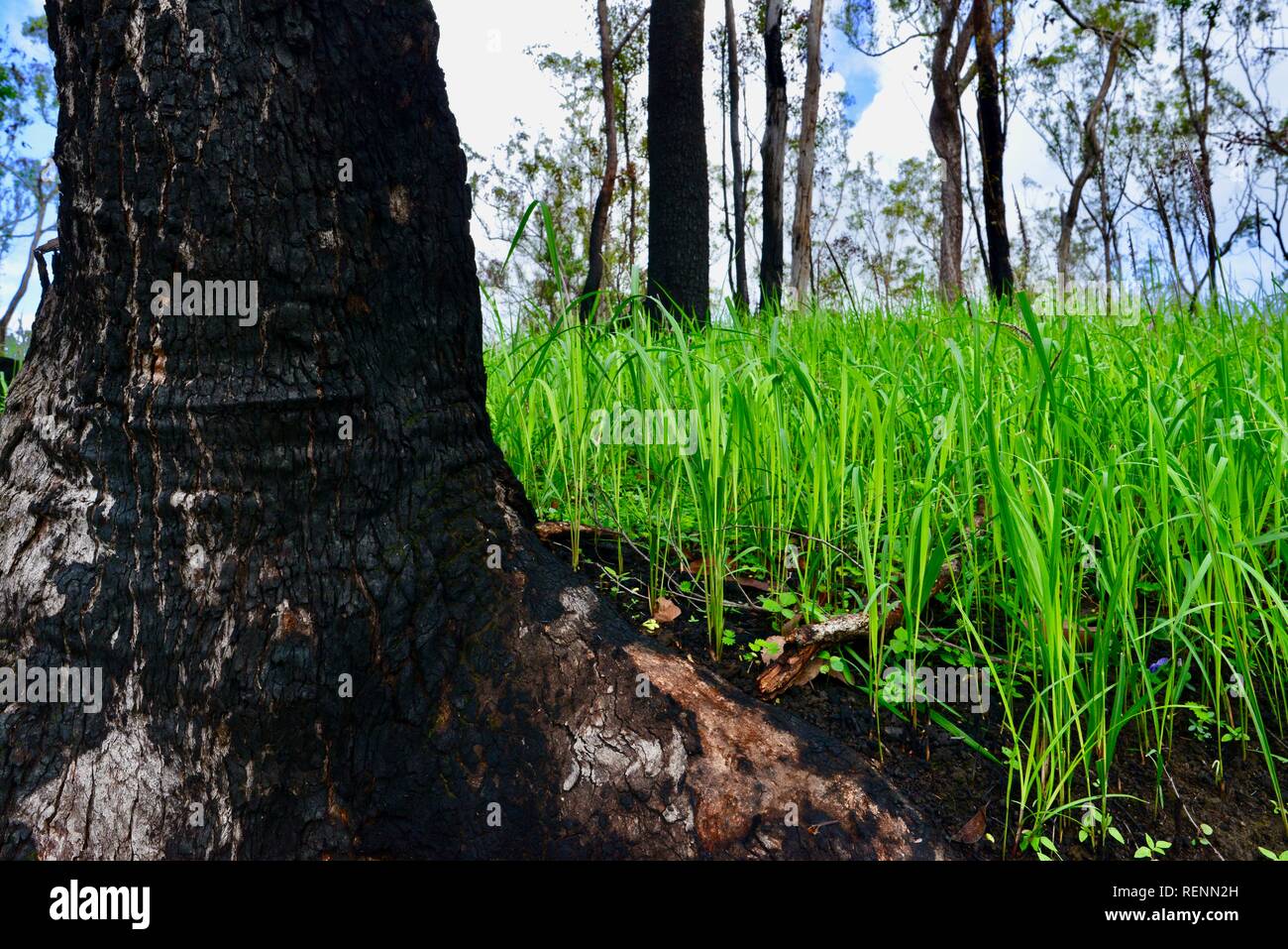 Daño de fuego y rebrote de Mia Mia State Forest después de la de noviembre de 2018, incendios, Queensland, Australia Foto de stock