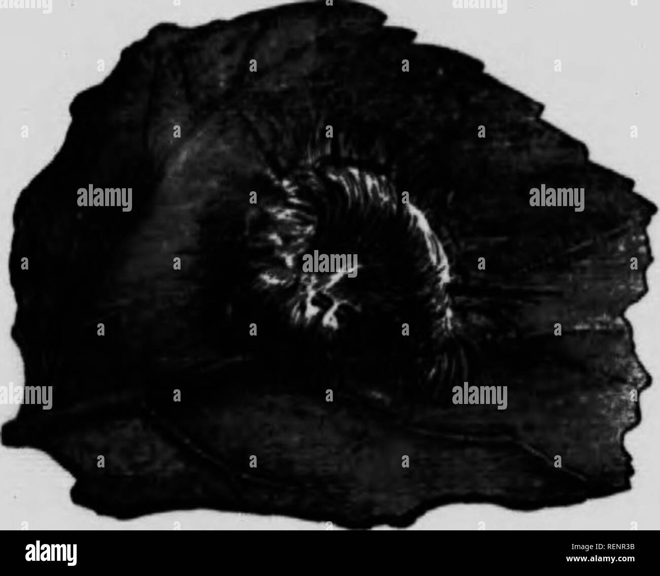 Tnd Imagenes De Stock En Blanco Y Negro Alamy