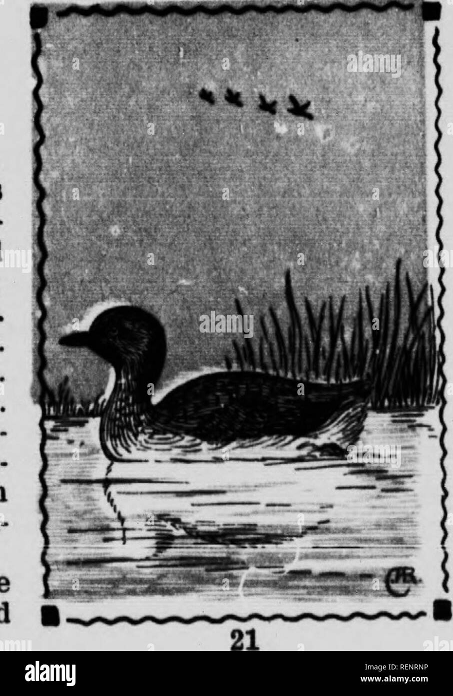 Guía de aves [microforma]. Las aves acuáticas; aves; Gibier d'eau; Oiseaux.  Menos o ST. DOMINGO GREBE. 5. Colymhus domiuicua brachypterm. 10 pulgadas.  Esto es mucho menor que cualquier otro de nuestros