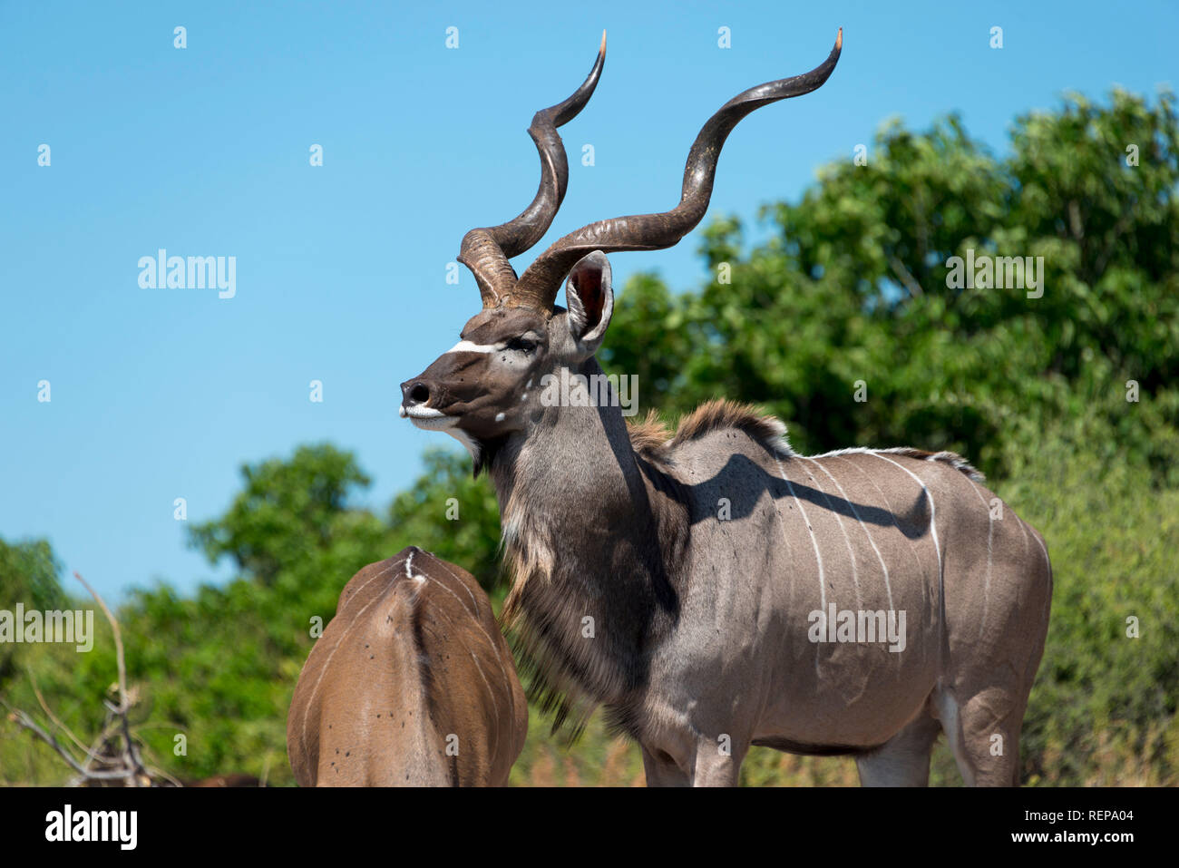 Mayor Kudu, el Parque Nacional Chobe, Botswana (Tragelaphus strepsiceros) Foto de stock