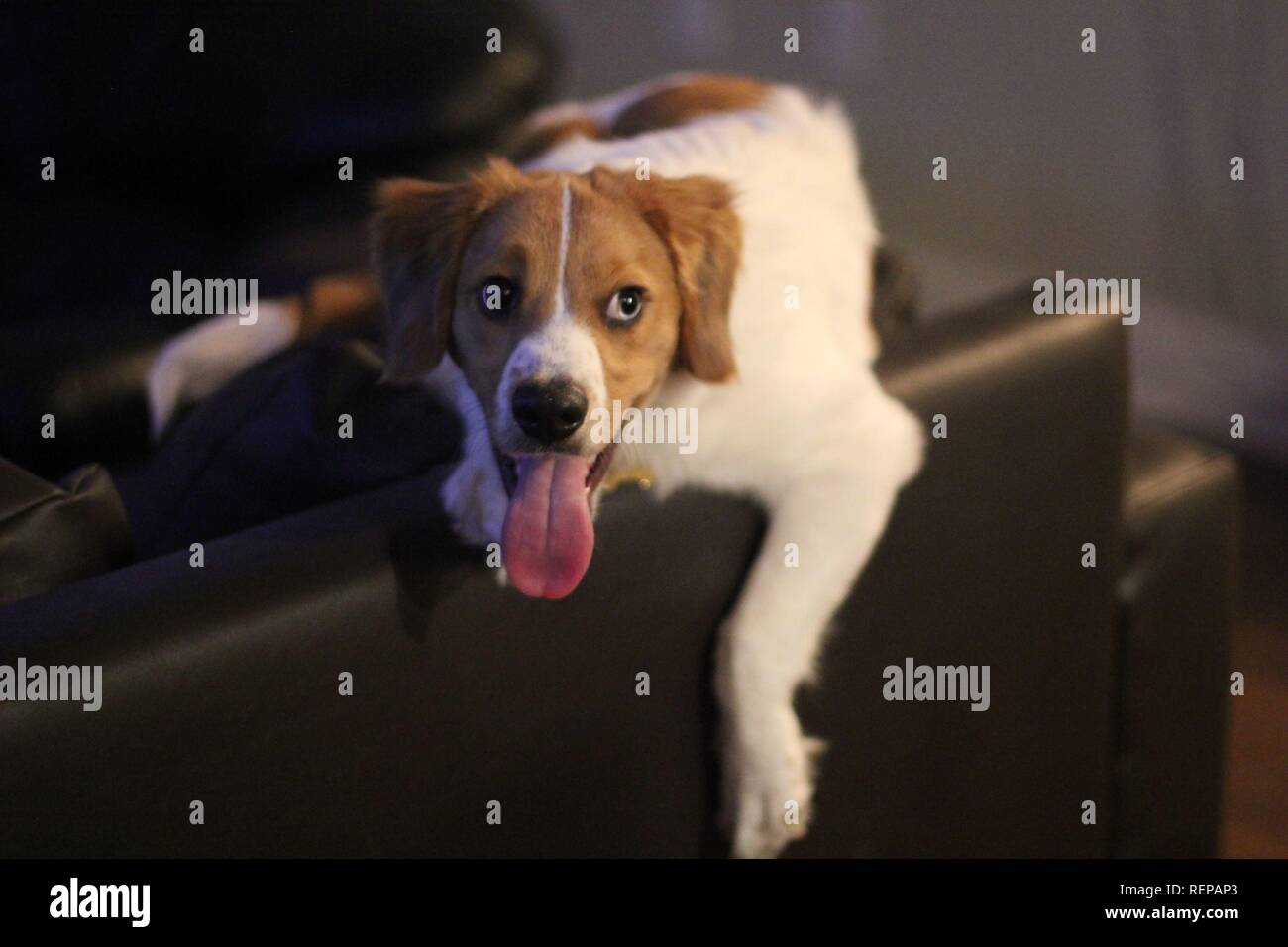 Lindo perrito jugando Foto de stock