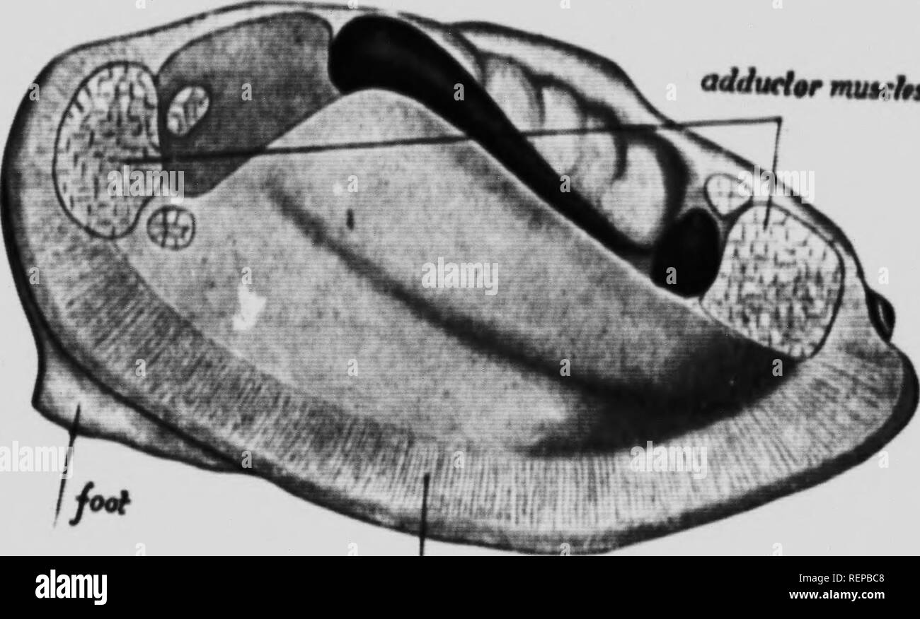 Mantl Imagenes De Stock En Blanco Y Negro Alamy