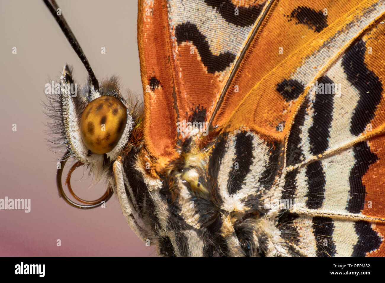 Leopard Crisopa (Cethosia-cyane) Naranja blanco y negro mariposas hermosas  modelos super estrecha/macro shot con un hermoso color rosa de fondo  borroso Fotografía de stock - Alamy