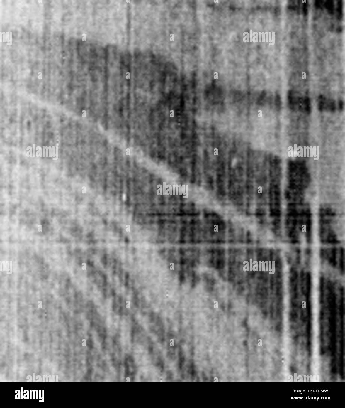 La Historia Natural Ilustrada Microforma Las Aves Historia Natural Oiseaux Sciences Naturelles V Ifll A K Uk V A 1 A A Lnlla Al Todos Ellos Arc Liraiitiriilly A Iidiiicii Y Ilic Luvsciit Aiiii Li Mayo Challciij C Tlio Ooinpctition