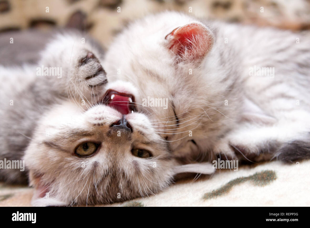 Dos lucha gatito, gatito muerde la mejilla otro gatito en el juego  Fotografía de stock - Alamy