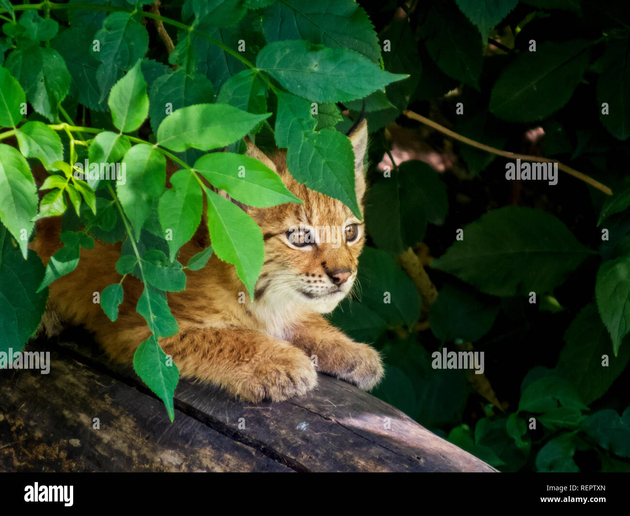 Lince tímido gatito observando el mundo desde un escondite Foto de stock