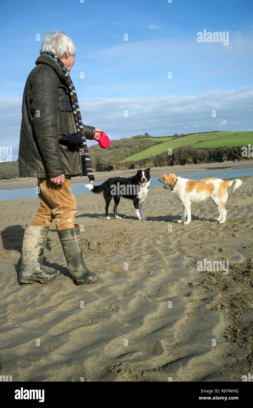 Hombre mayor con sus perros en marea baja en Wonwell Beach, South Hams, Devon, Reino Unido Foto de stock