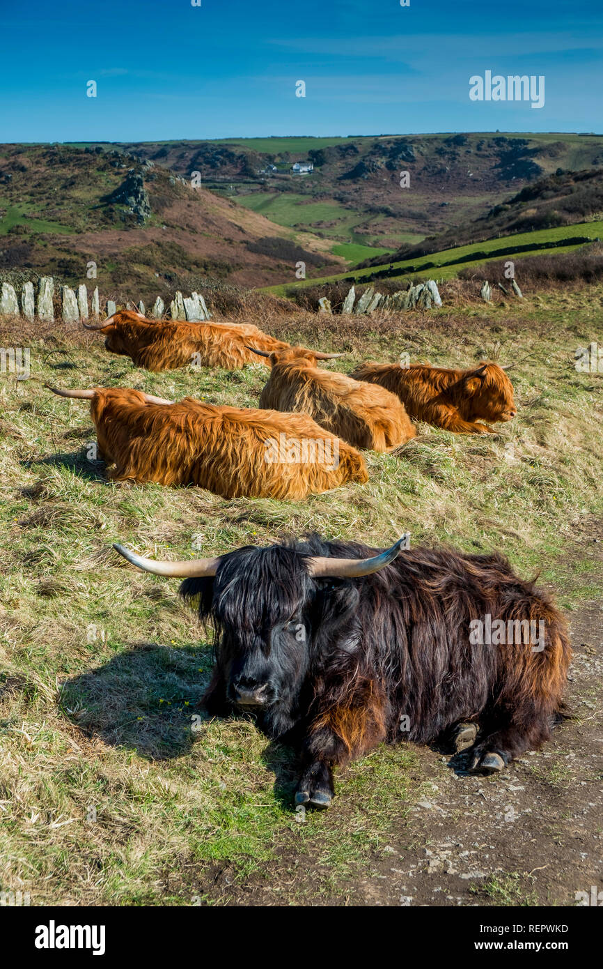 Highland ganado (Bos taurus) dormir o de pastoreo en el Fideicomiso Nacional de tierras costeras. Bolberry abajo, Sur de jamones, Devon. UK Foto de stock