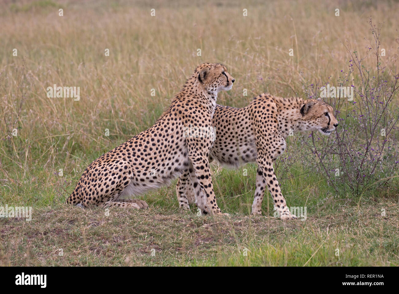 Dos machos adultos, guepardo Acinonyx jubatus, en pastizales, Masai Mara, Kenya Foto de stock