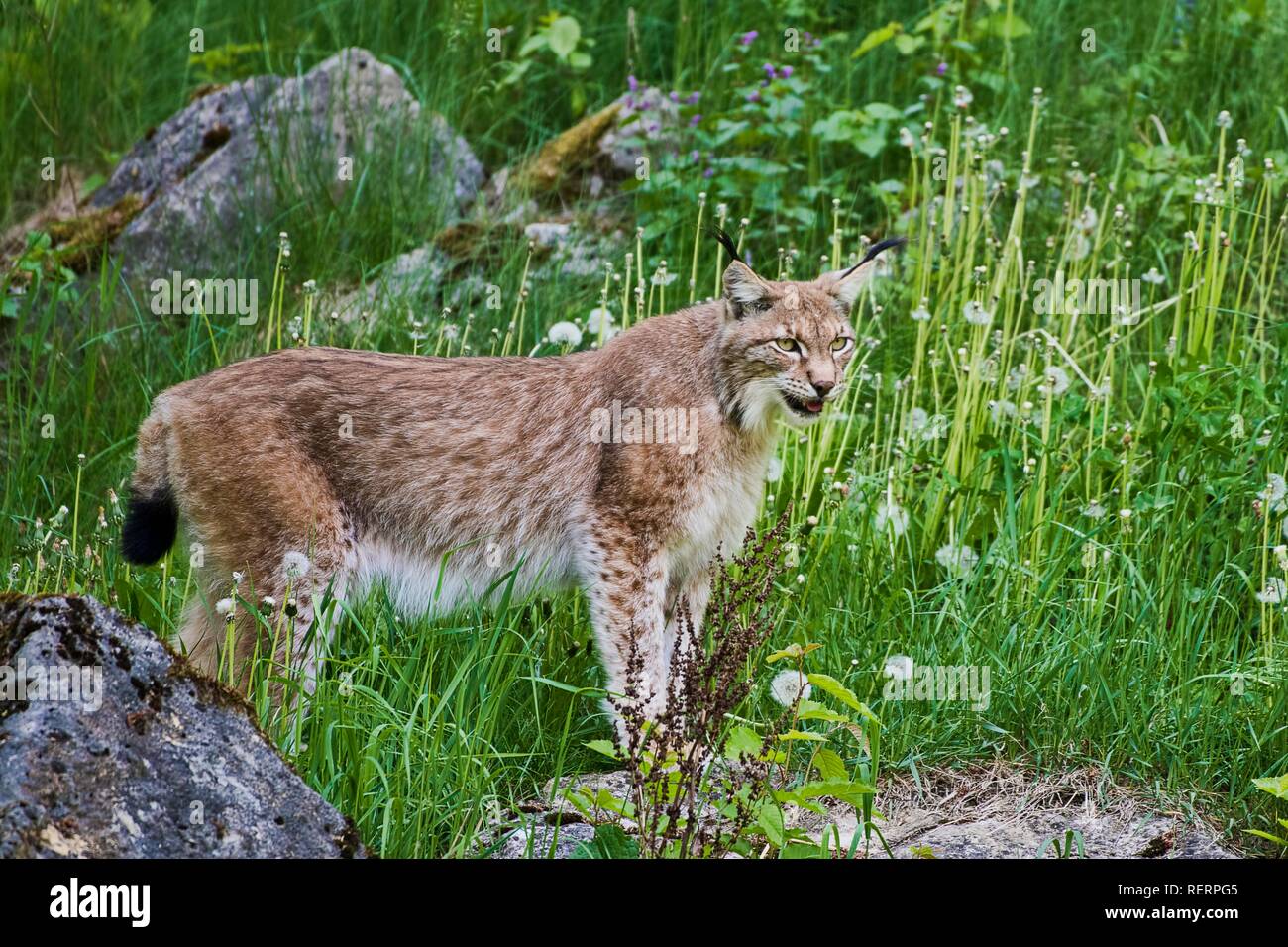 El lince (Lynx lynx), cautiva, Alemania Foto de stock