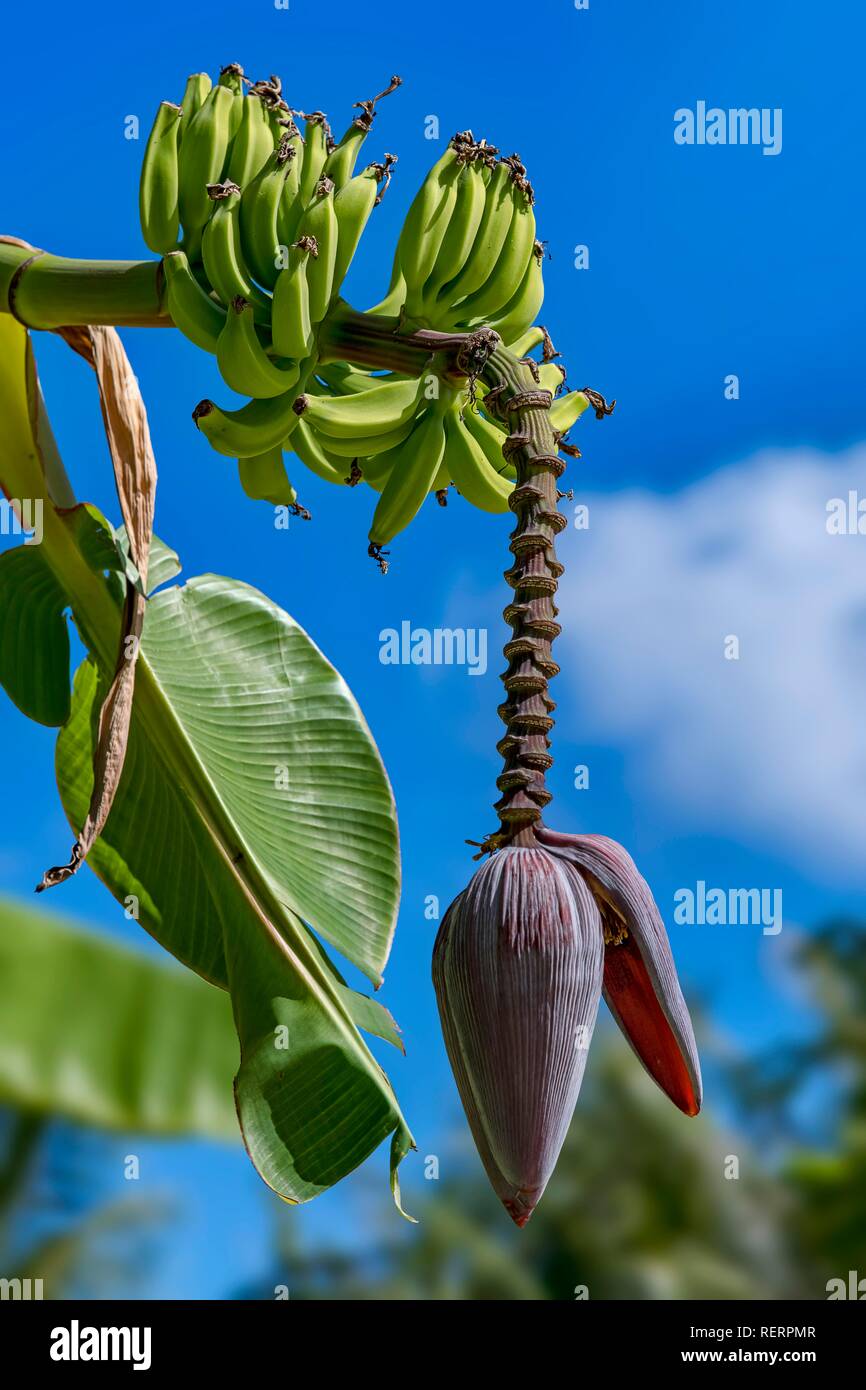 Banano (Musa ensete), perennes con flor, Maupiti, Islas Sociedad, Polinesia Francesa Foto de stock