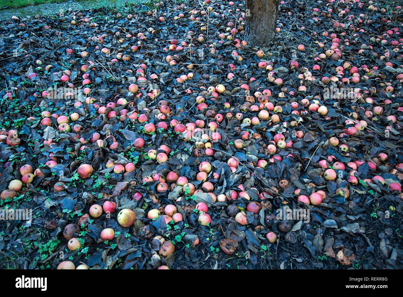 Caída de fruta, manzanas (Malus) en hojas bajo un árbol de manzanas, Baviera, Alemania Foto de stock