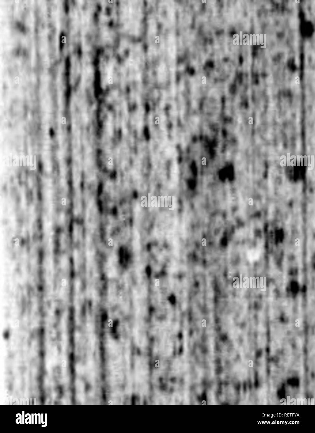 La Historia Natural De Las Aves Microforma De Los Franceses Del Conde De Buffon Ornitologia Aves