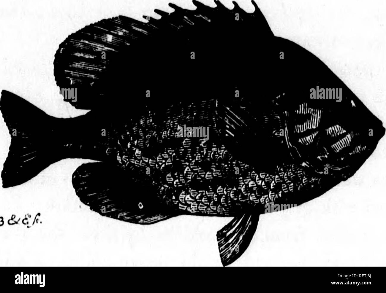 Frank Forester De Peces Y La Pesca De Los Estados Unidos Y