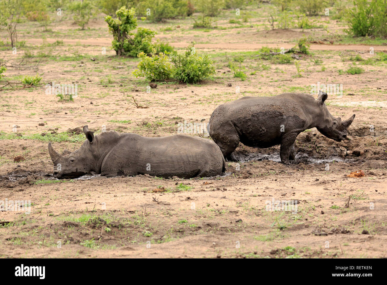 El rinoceronte blanco, Sabi Sand Game Reserve, el Parque Nacional Kruger, Sudáfrica, África (Ceratotherium simum) Foto de stock