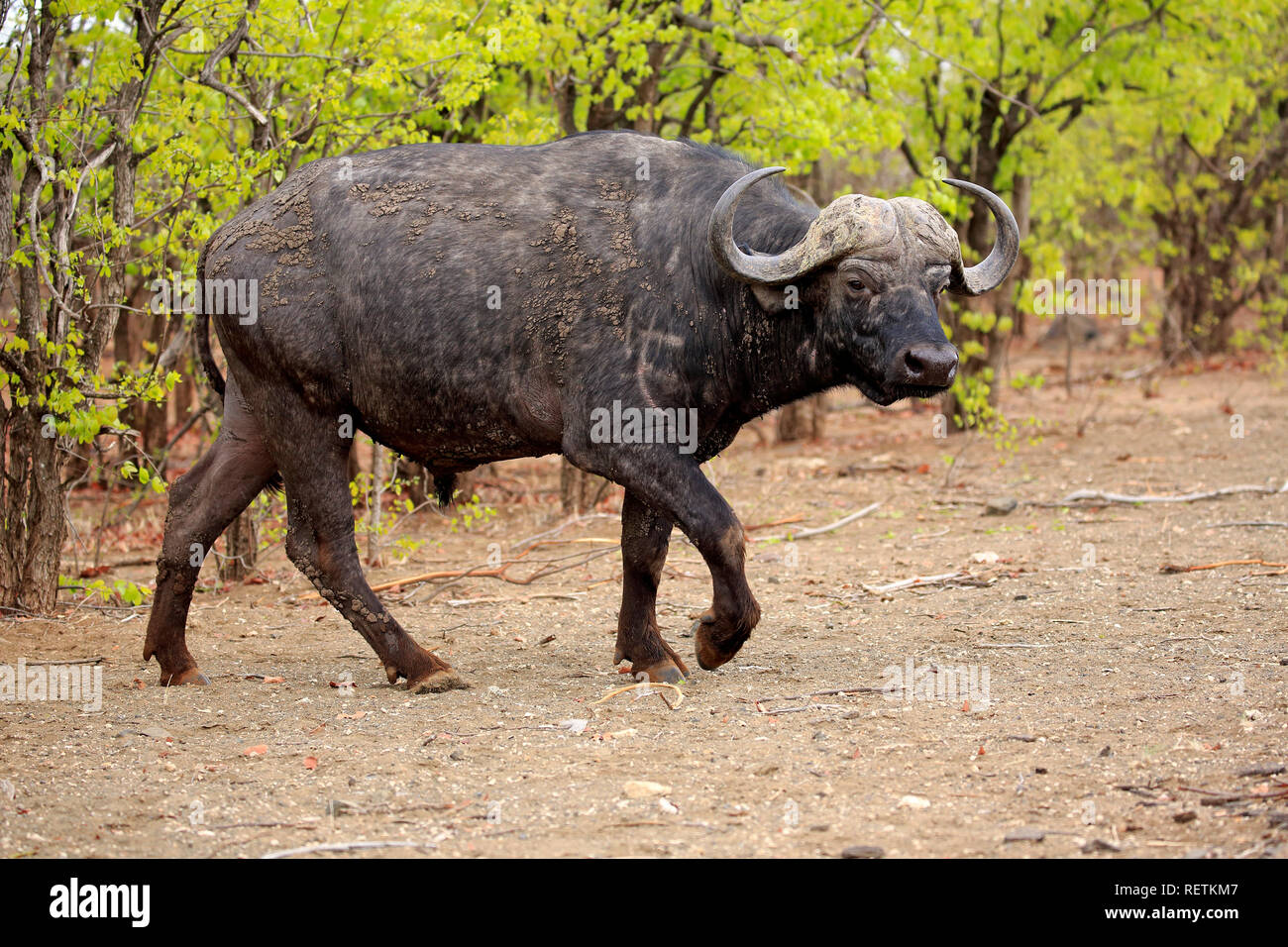 El búfalo africano adulto, paseos, Parque Nacional Kruger, Sudáfrica, África (Syncerus caffer) Foto de stock