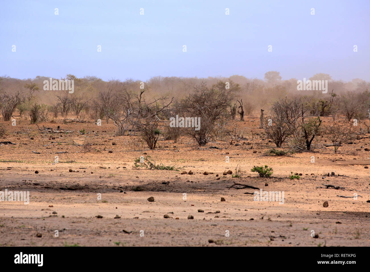 Parque Nacional Kruger, la sequía de noviembre de 2016, Sudáfrica, África Foto de stock