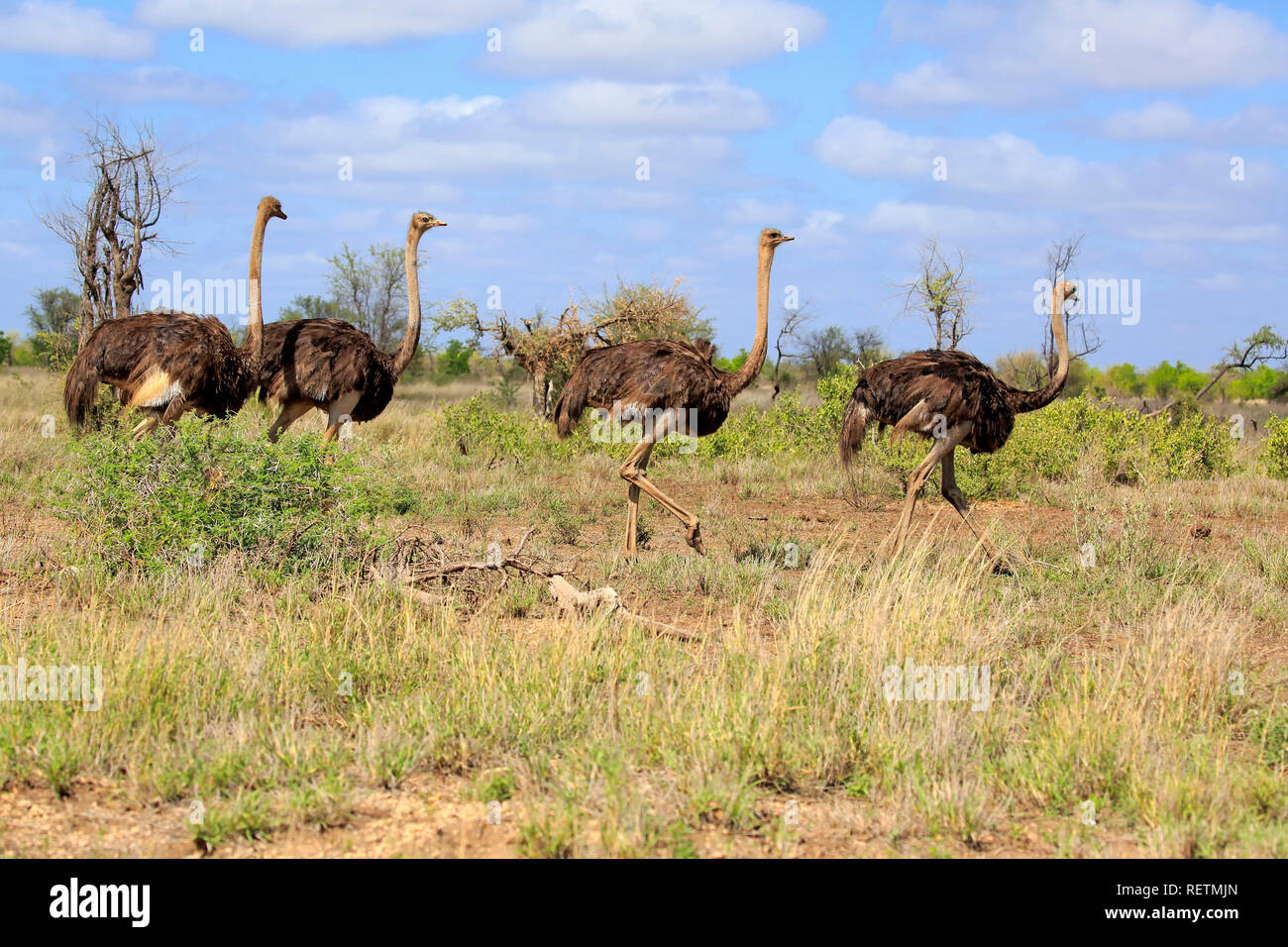 Avestruz sudafricano, la hembra adulta, Parque Nacional Kruger, Sudáfrica, África (Struthio camelus australis). Foto de stock